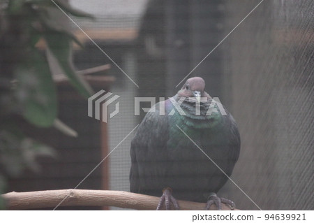 The red-headed crow pigeon, which is endemic to Ogasawara and a natural monument The red-headed crow pigeon, which is endemic to Ogasawara and a natural monument 94639921