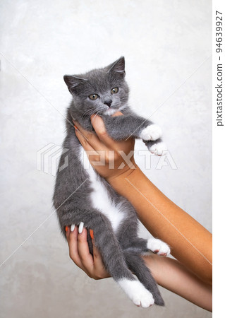 Small gray kitten in his hands on a gray background 94639927