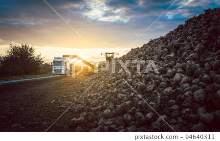 Beet harvester and truck harvesting sugar beet 94640311
