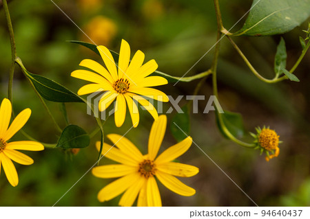The yellow flowers of the sunflowers in summer are over, and the yellow flowers of Jerusalem artichokes, which contain natural insulin and are likely to reach the blue sky in autumn The yellow flowers of the sunflowers in summer are over, and the yellow flowers of Jerusalem artichokes, which contain natural insulin and are likely to reach the blue sky in autumn 94640437