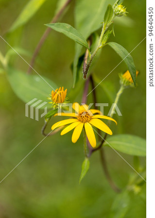 The yellow flowers of the sunflowers in summer are over, and the yellow flowers of Jerusalem artichokes, which contain natural insulin and are likely to reach the blue sky in autumn 94640450