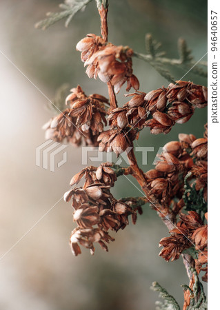 Beautiful autumn background. Dry branches of thuja. Coniferous cones close-up. Dried trending Plants. 94640657