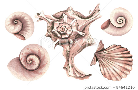 Seashells are different . Watercolor illustration. Isolated objects from a large set of COCONUT. For decoration and design, compositions of beach, summer prints, patterns, postcards, posters. Seashells are different . Watercolor illustration. Isolated objects from a large set of COCONUT. For decoration and design, compositions of beach, summer prints, patterns, postcards, posters. 94641210