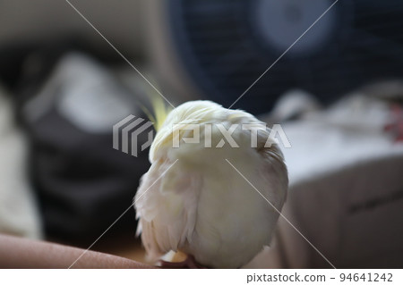 寵物 寵物 94641242