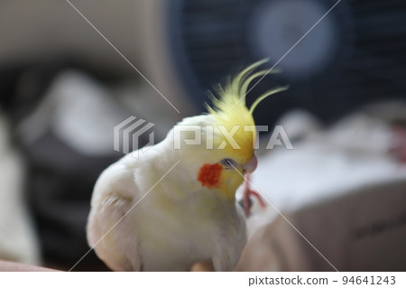 寵物 寵物 94641243