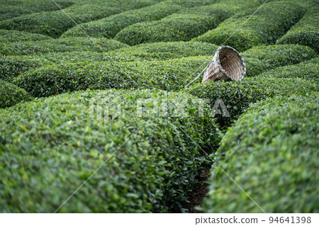 harvesting wicker conical basket on rows of Turkish black tea plantations in Rize province harvesting wicker conical basket on rows of Turkish black tea plantations in Rize province 94641398