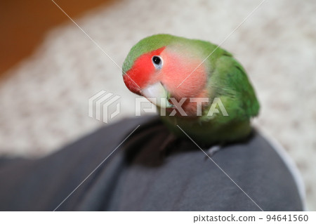 寵物 寵物 94641560