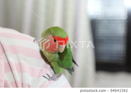 寵物 寵物 94641562