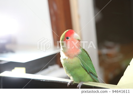 pet pet 94641611