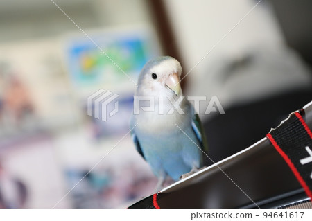 寵物 寵物 94641617