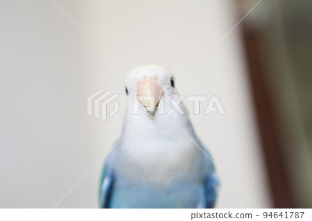 寵物 寵物 94641787