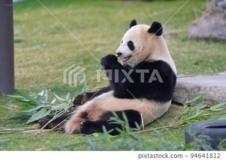 Sakurahama eating bamboo deliciously Sakurahama eating bamboo deliciously 94641812
