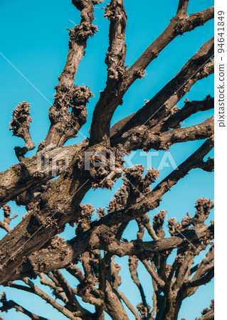 Tilia lime trees in Sopot Poland. Unique tree in the world. Abstract background mock up. Nature background  94641849