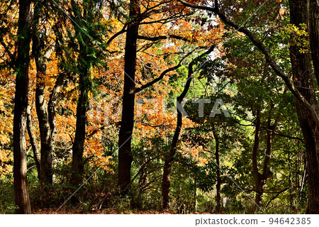 深秋里山的紅葉 94642385