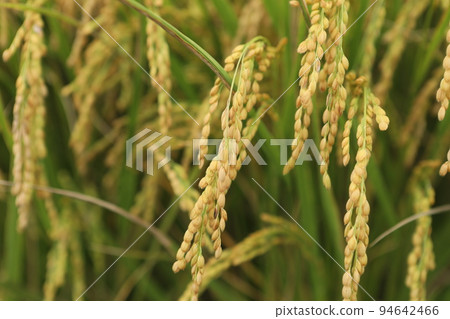 稻穗 94642466