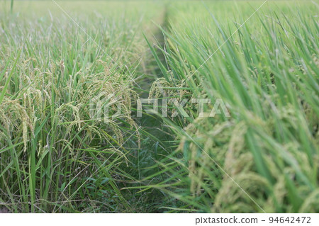 稻穗 94642472