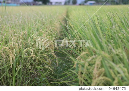 稻穗 94642473