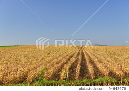 北海道留壽都村秋收大豆田風光 94642676