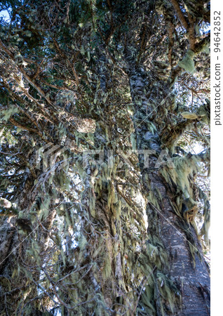 Moss covered trees on Hurricane Ridge in Olympic National Park, Washington. Moss covered trees on Hurricane Ridge in Olympic National Park, Washington. 94642852