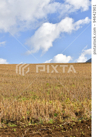 拍攝北海道留壽都村秋收附近紅豆田的景色 94642901