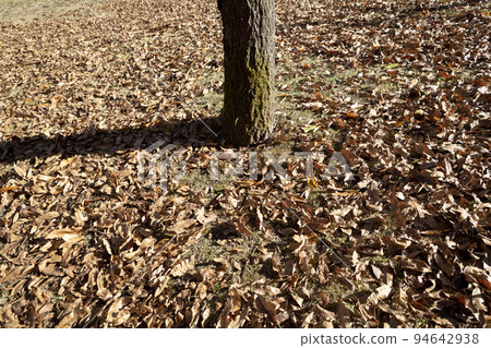 落葉 94642938