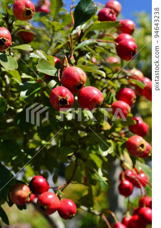 藥用植物山楂的果實 94643238