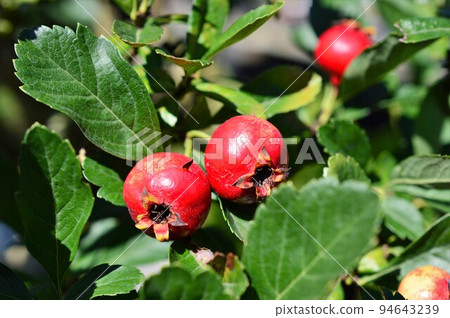 藥用植物山楂的果實 94643239