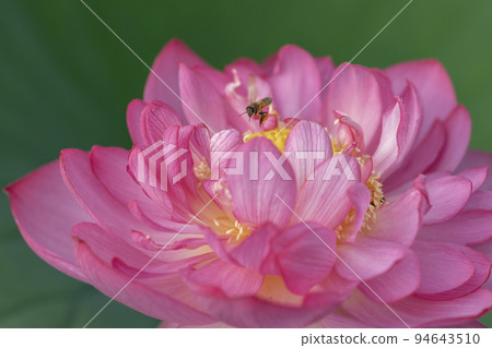 A bee approaching a pink lotus flower A bee approaching a pink lotus flower 94643510