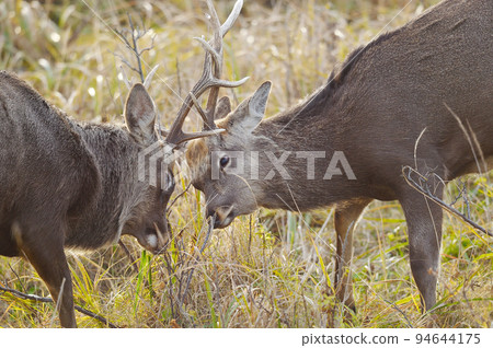 Yezo deer fighting with their horns facing each other (Hokkaido) 94644175