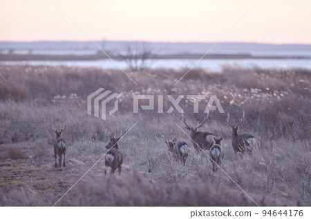 Sunset sky and herd of sika deer (Hokkaido) 94644176