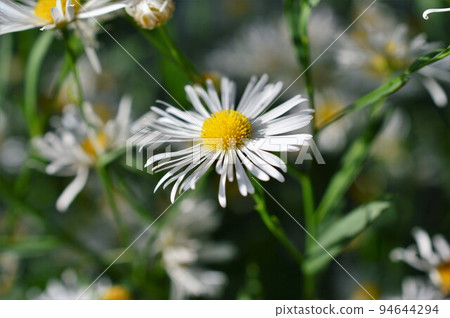 American Chrysanthemum Amerikagiku 94644294