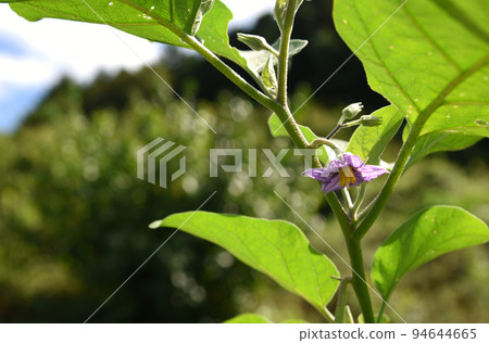 white eggplant flower white eggplant flower 94644665