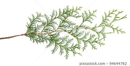 Hinokiba _ clipping 94644762