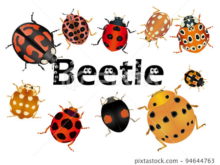 Various ladybugs 94644763