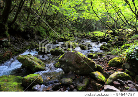 Mototaki Fukuryusui 94644787