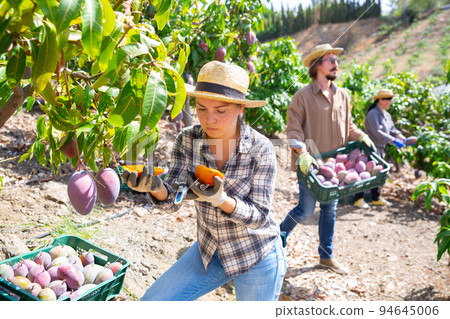 Woman checking the amount of sugar in mango fruit using refractometer 94645006