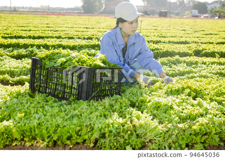 Asian girl farmer gathering fresh lettuce Asian girl farmer gathering fresh lettuce 94645036