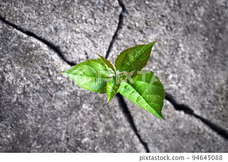 Small tree sprouted from the rock, new life, hope, resilience, green plant growing in stone 94645088