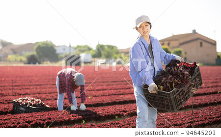 Smiling girl gardener with crate of fresh lettuce 94645201