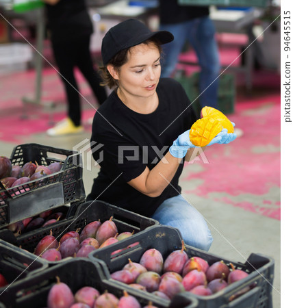 Positive woman with mango slices in hands at food factory warehouse Positive woman with mango slices in hands at food factory warehouse 94645515