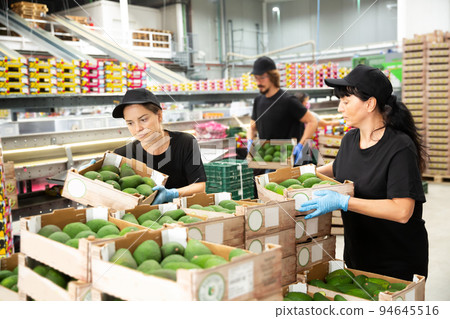 Workers stacking box with avocados at warehouse Workers stacking box with avocados at warehouse 94645516