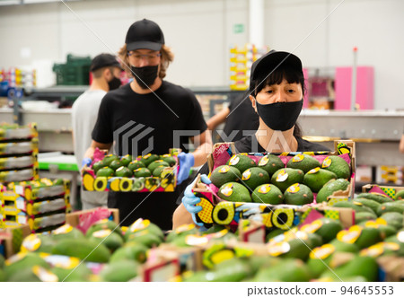 Positive women and man in mask packing avocado Positive women and man in mask packing avocado 94645553