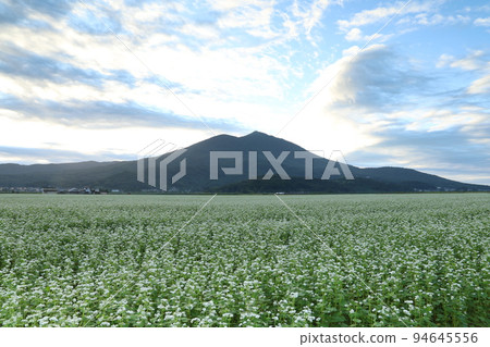 Buckwheat fields at the foot of Mt. Tsukuba 94645556