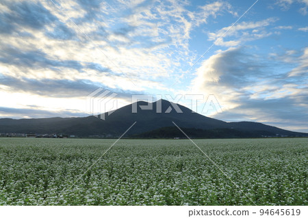 Ears of rice at the foot of Mt. Tsukuba Ears of rice at the foot of Mt. Tsukuba 94645619