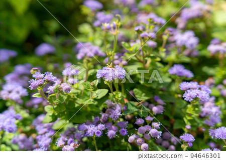 Purple agelatum Purple agelatum 94646301