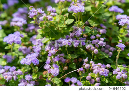 Purple agelatum Purple agelatum 94646302