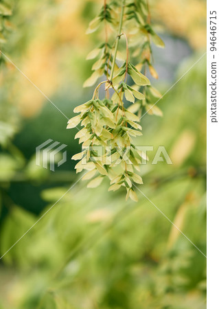 Green cluster seeds of Chinese winged nuts. High quality photo 94646715