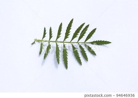 Marigold leaves 94646936