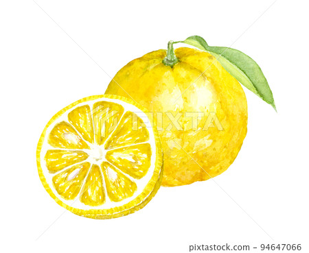 柚子水彩插圖模擬手繪背景透明 94647066