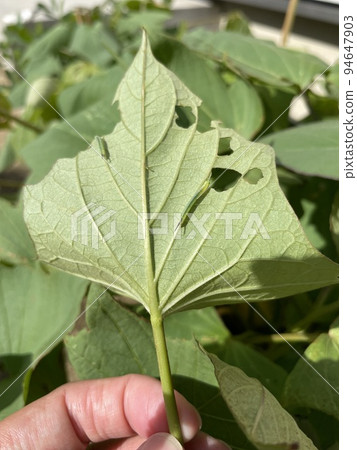 sweet potato pests sweet potato pests 94647903